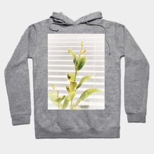 Bright young lemon tree with white blinders background. Vegan lifestyle Hoodie
